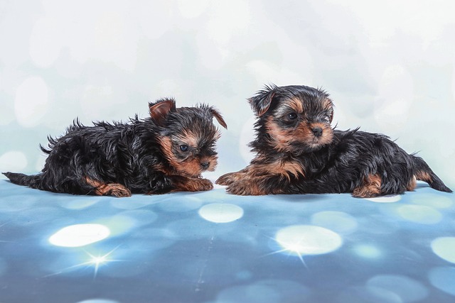 lawyer,lawsuit,New York