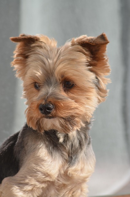 lawyer,lawsuit,New York