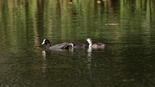 lawyer,lawsuit,nursing home,Seattle WA