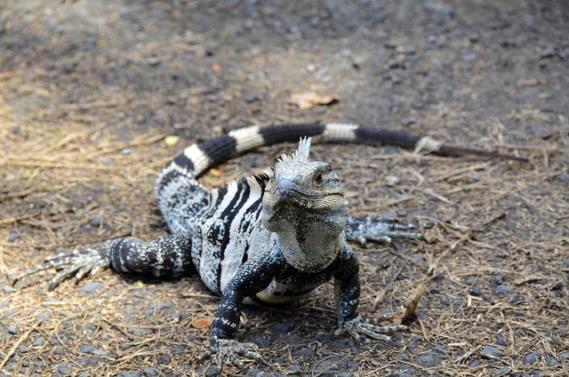 lawyer,lawsuit,San Antonio TX