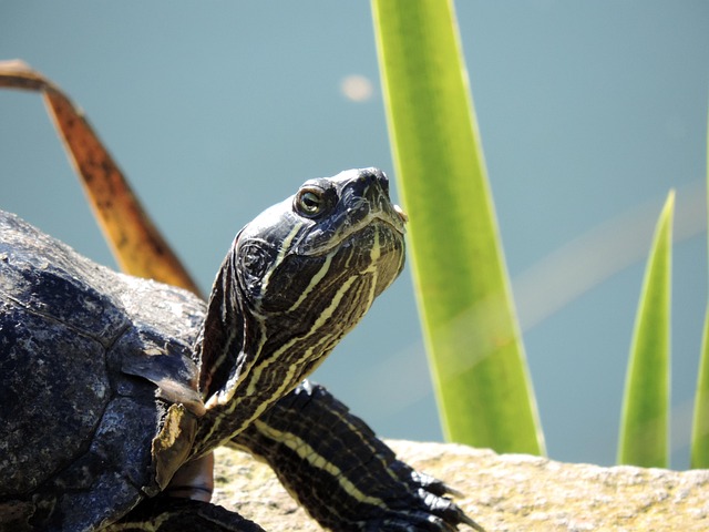 lawyer,lawsuit,San Francisco CA