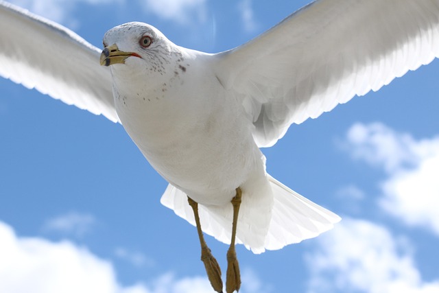 npressfetimg-47.png